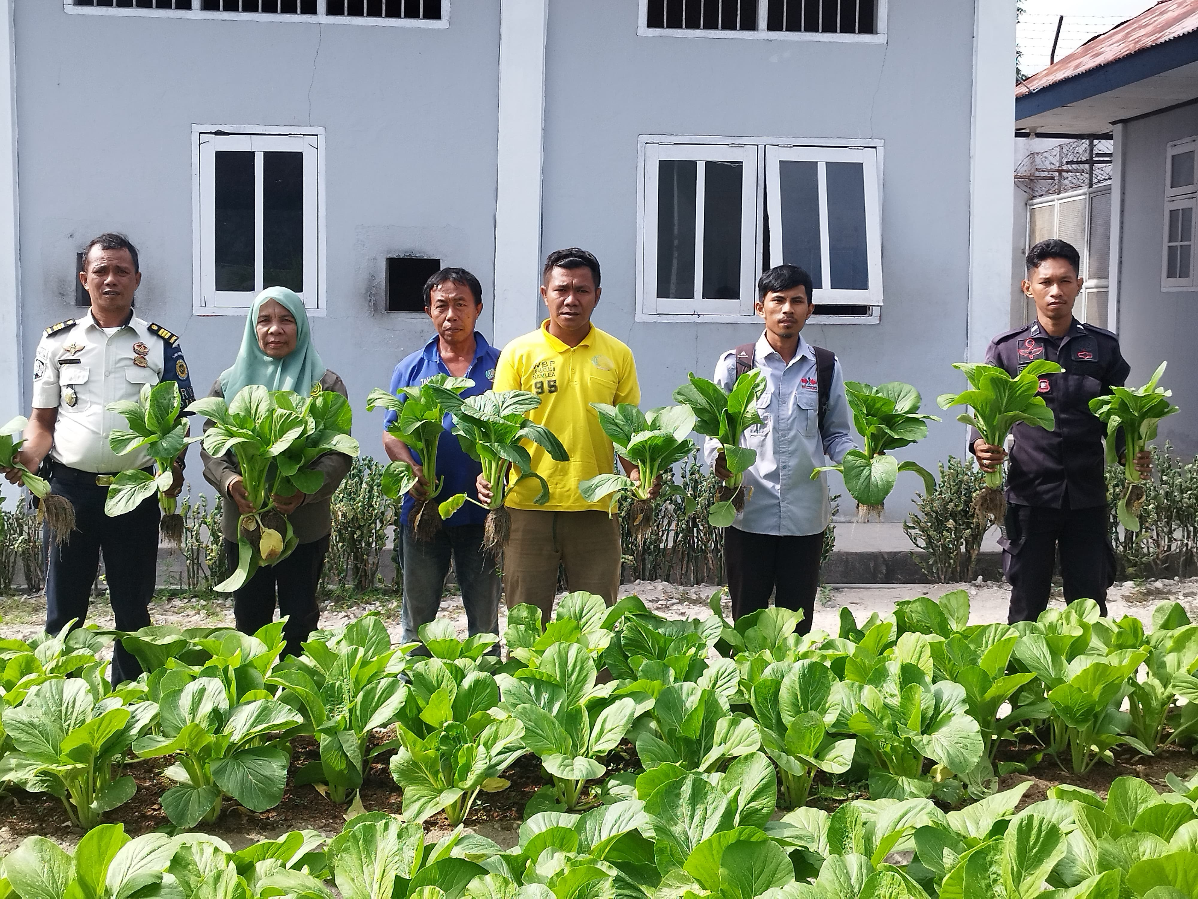Lapas Namlea Panen Sawi Bersama BPP Waplau, Warga Binaan Kian Terampil di Bidang Pertanian