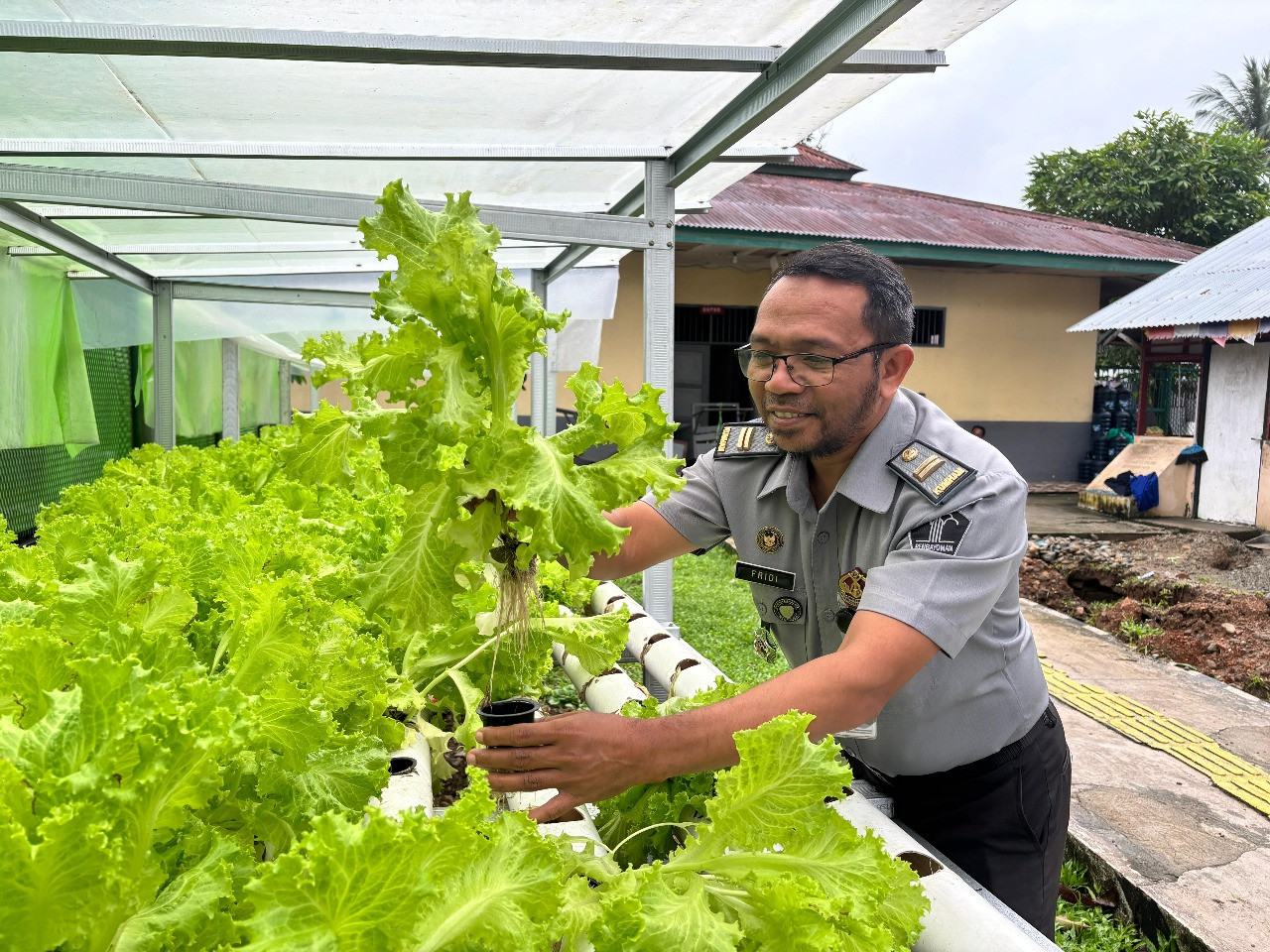 Dukung Dan Menjawab Ketahanan Pangan, Lapas Ambon Berhasil Panen Selada Hidroponik Hasil Program Kemandirian