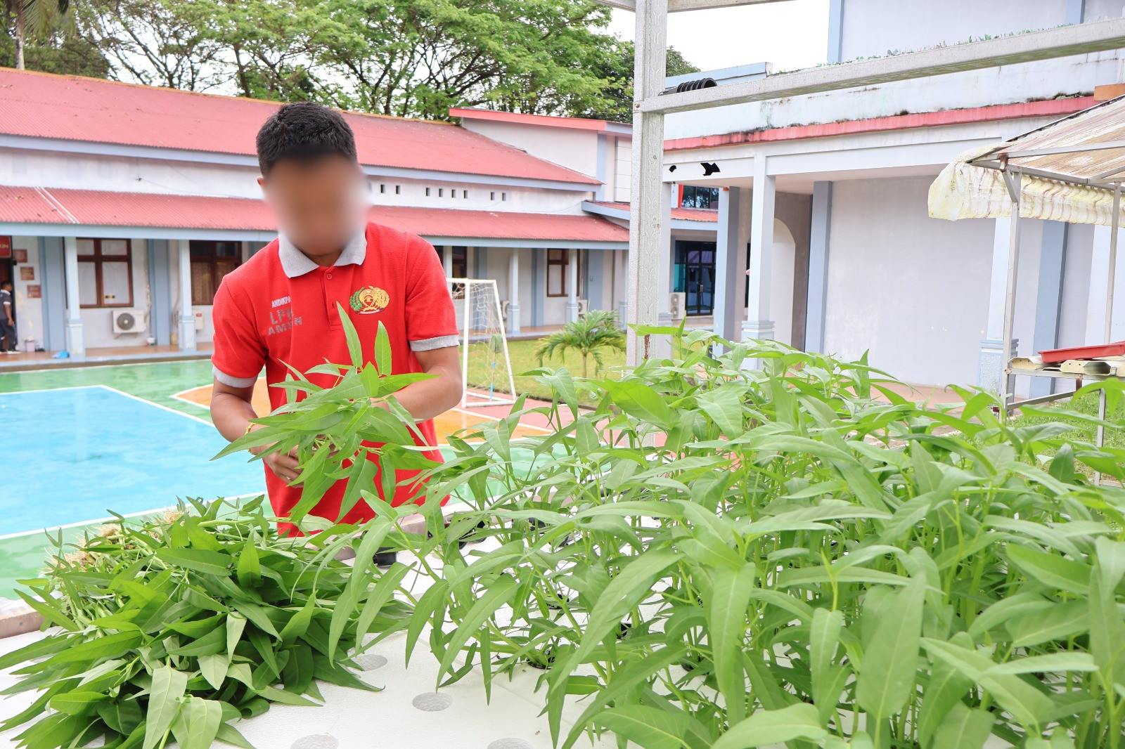 LPKA Ambon Panen Kangkung Hidroponik Wujut Keberhasilan Berdayakan Anak Binaan