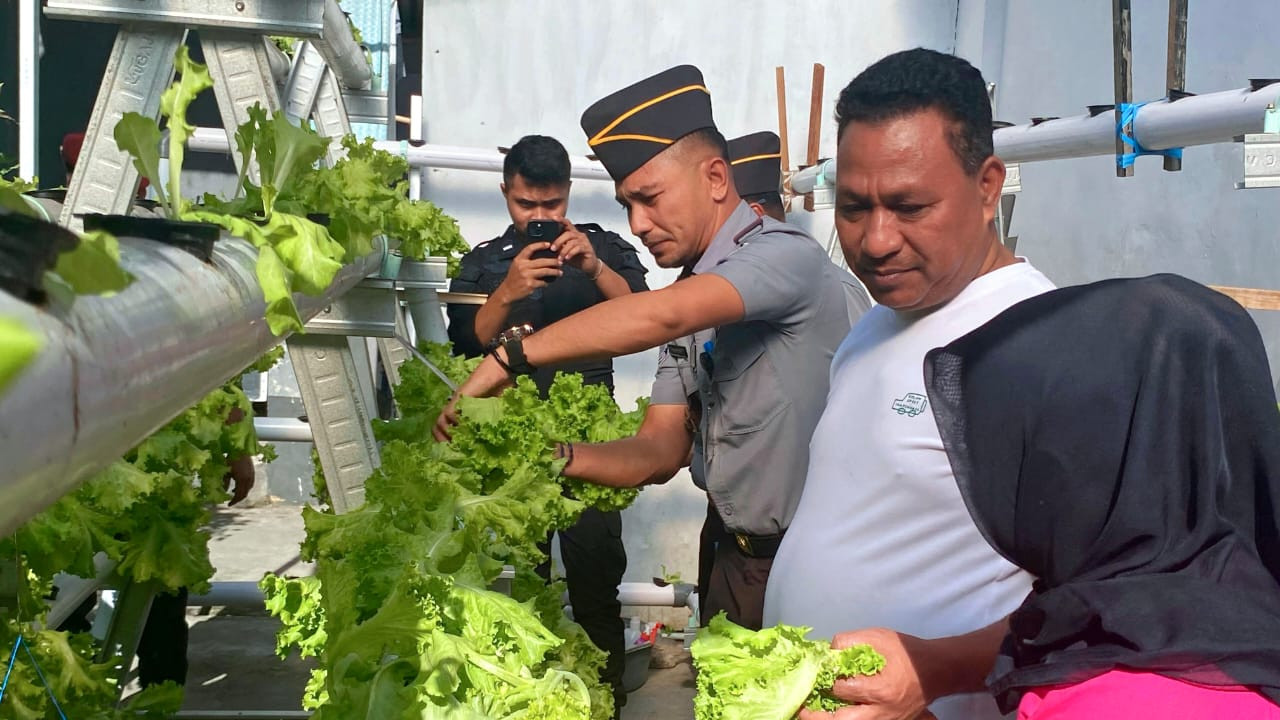 Vanath Kunjungi Lapas Wahai, Panen Sayur Selada Hidroponik